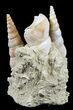 Fossil Gastropod (Haustator) Cluster - Damery, France #56381-1